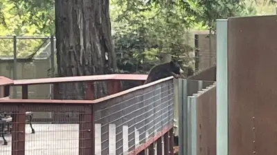 Wild bear makes 'very polite' surprise visit to California zoo before returning to forest
