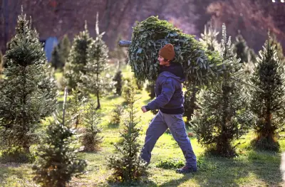 Time to pick the perfect tree