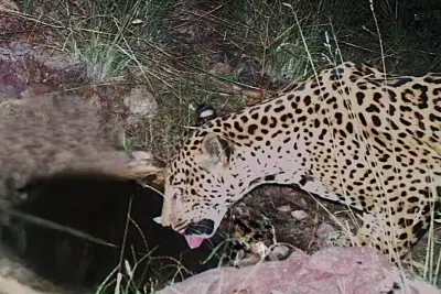 Avistamiento de un nuevo jaguar en Arizona indica avances en la recuperación de la especie