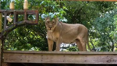 Teen with dreams of lion taming mauled to death after climbing into enclosure at zoo