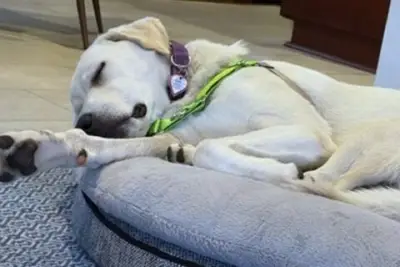 Meet Macho, 10-month-old white Lab mix with a love for life