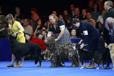 Soleil, a Belgian sheepdog, takes Best in Show at the National Dog Show
