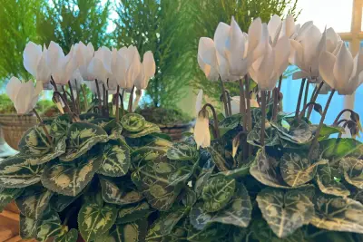 This underappreciated holiday flower has upside-down blooms