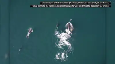 Some dolphins appear to have orca friends. Scientists think they have figured out what’s going on