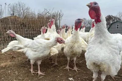 Las tiendas mantienen bajos precios del pavo en un año difícil. Otras comidas festivas podrían subir