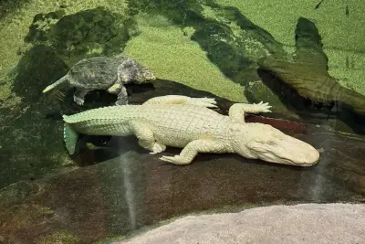 San Francisco’s beloved albino alligator Claude dies at 30