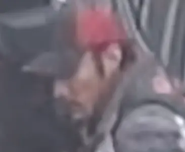 Suspect sought in Emeryville arson fires