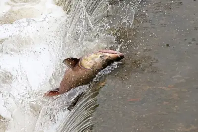 Salmon returning to Bay Area creek for first time in 70 years could be sign of environmental renewal to come