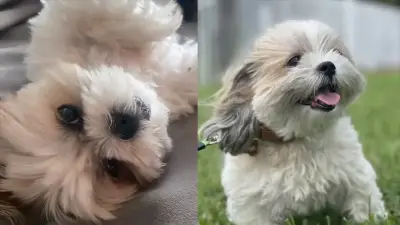 Woman searching for answers after she says online dog sitter cremated her dog, lied to her about animal’s death