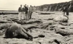 How a local ‘sea monster’ spawned a century of myth, mystery and scientific discovery