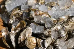 Oh shucks! Mashpee Wampanoag commercial fisherman loses oyster suit and $480