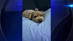 ‘We just want our dog back’: Video shows goldendoodle being taken near Miami home