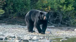 Man found dead in Arkansas attack after sending family photos of bear at his campsite