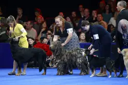 Soleil, a Belgian sheepdog, takes Best in Show at the National Dog Show