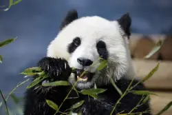 Smithsonian museums and National Zoo set to close as shutdown takes its toll