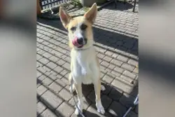 Meet Thaddeus, a 4-year-old Shepherd who balances energy and relaxation