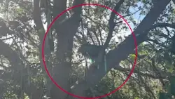 FBI investigating elevated hunting stand found in tree near PBI ahead of Trump’s arrival
