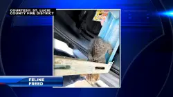 Firefighters rescue kitten stuck in a ladder in St. Lucie County