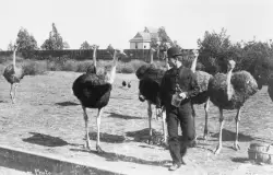 San Diego’s ostrich farms: A feathered past—and a living legacy