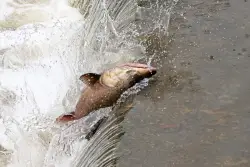 Salmon returning to Bay Area creek for first time in 70 years could be sign of environmental renewal to come