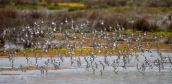 Bay Area events calendar for Oct. 17-24 weekly editions