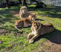 Up-close with the wild: Alpine Sanctuary opens for summer tours & Stays
